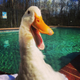Illustration for article titled Amputee duck gets a high-tech 3D-printed foot, waddles into our hearts